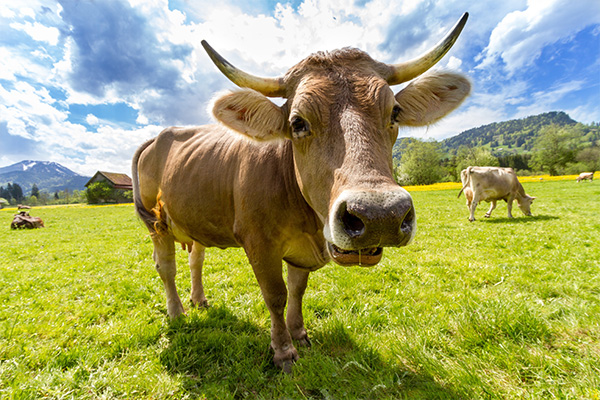 Livestock